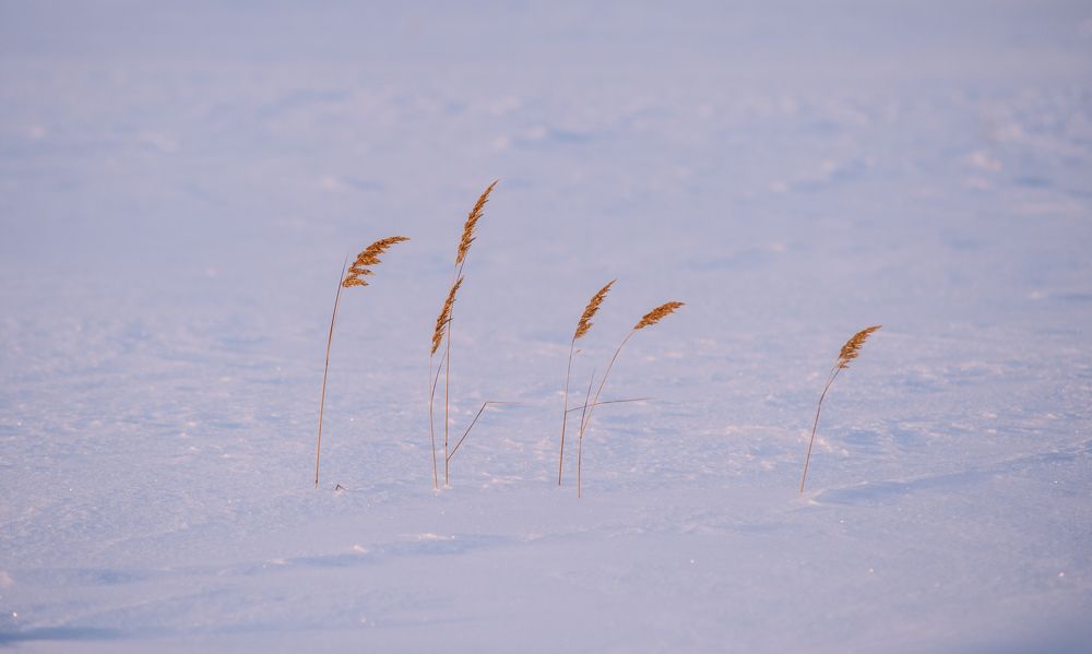 Заколосилось