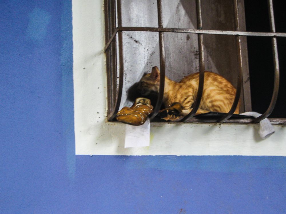The cat, the shoe in the window is a painting