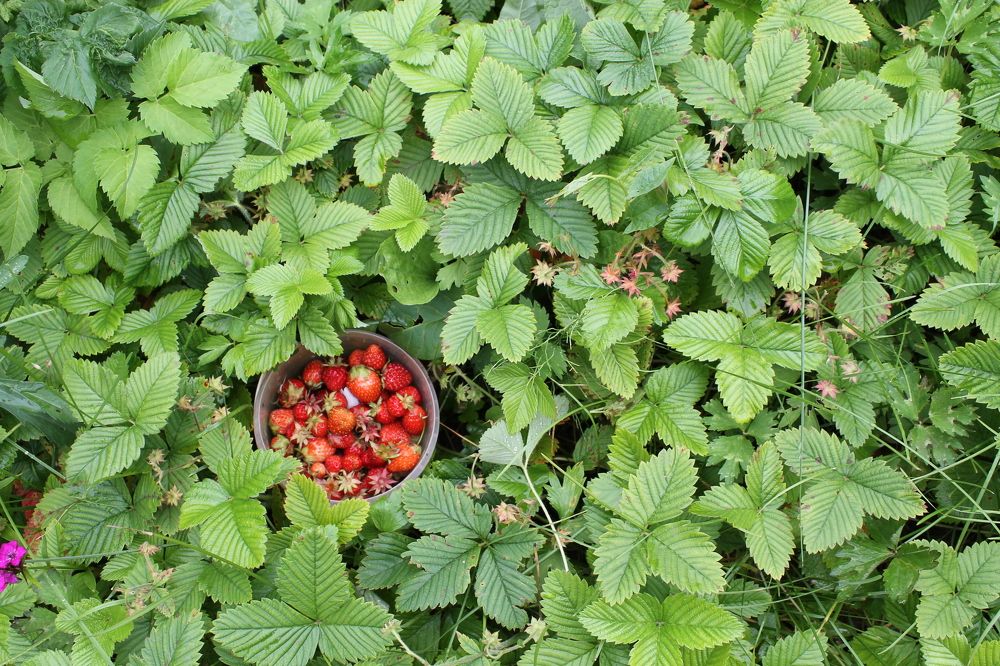 Photograph by Екатерина Хозяшева