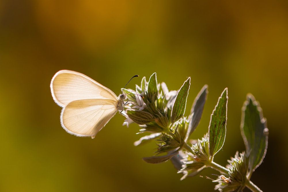 Photograph by Станка Петрова