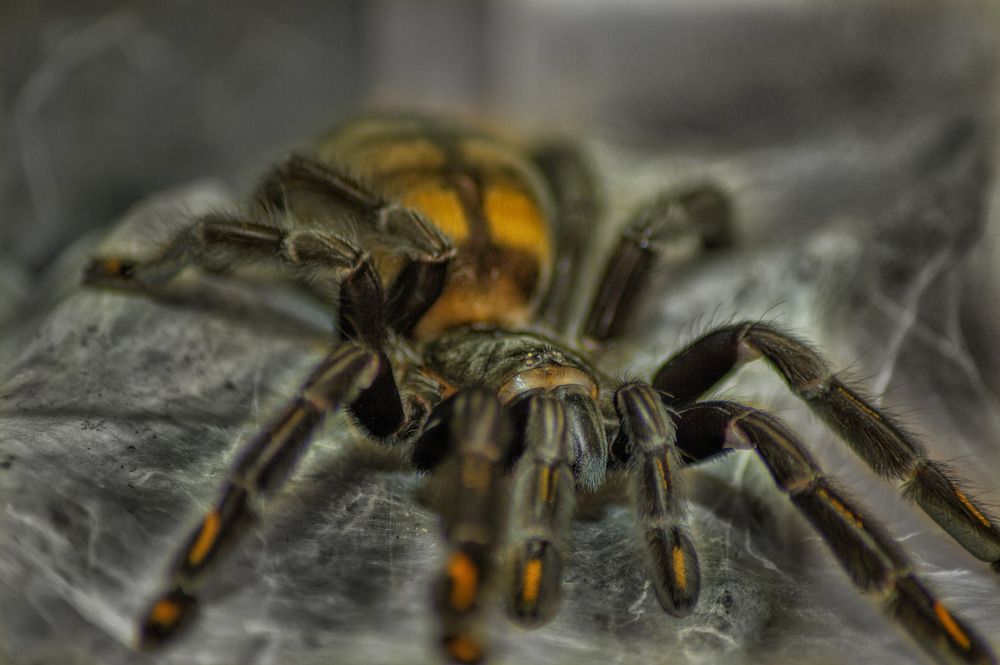 Photograph by Кошиль Денчик