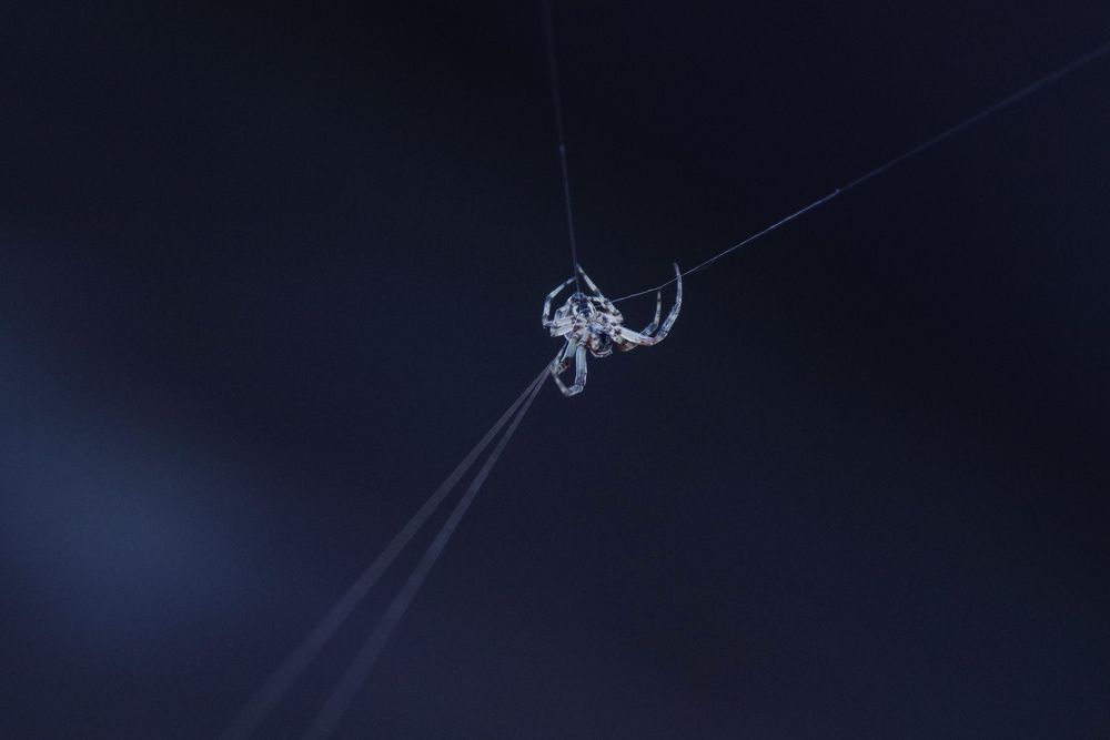 Photograph by Аркадий Кривонос