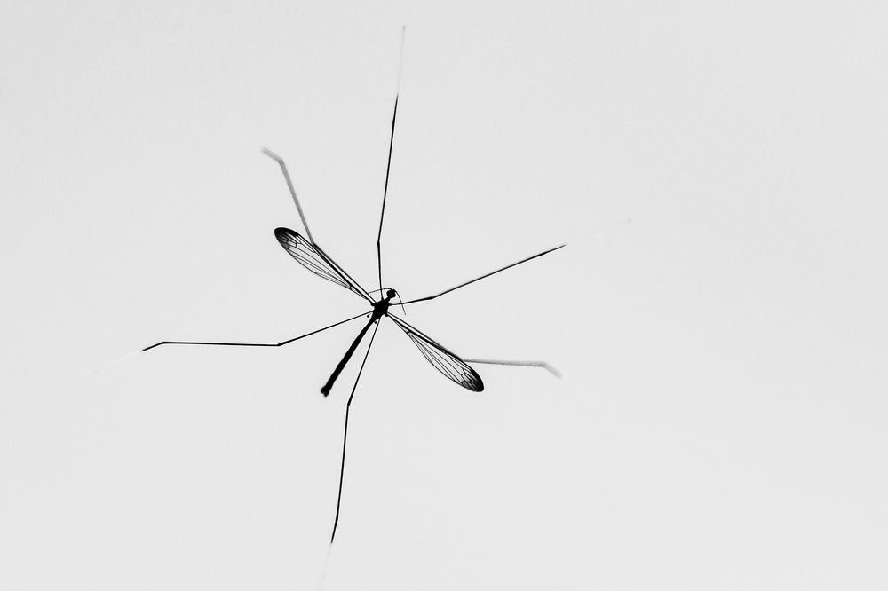 Crane Fly