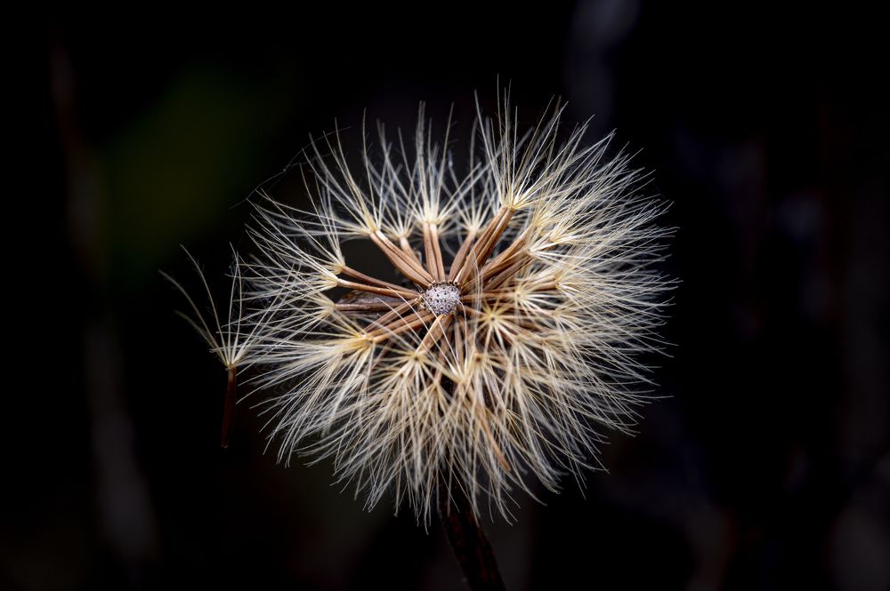 Photograph by Roman Adler