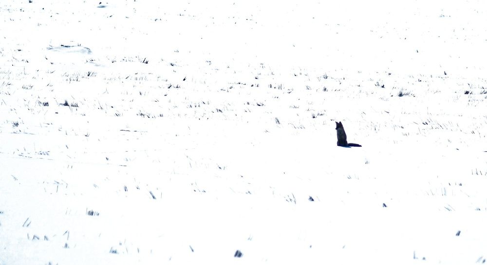Фотография автора Александр Кременицкий
