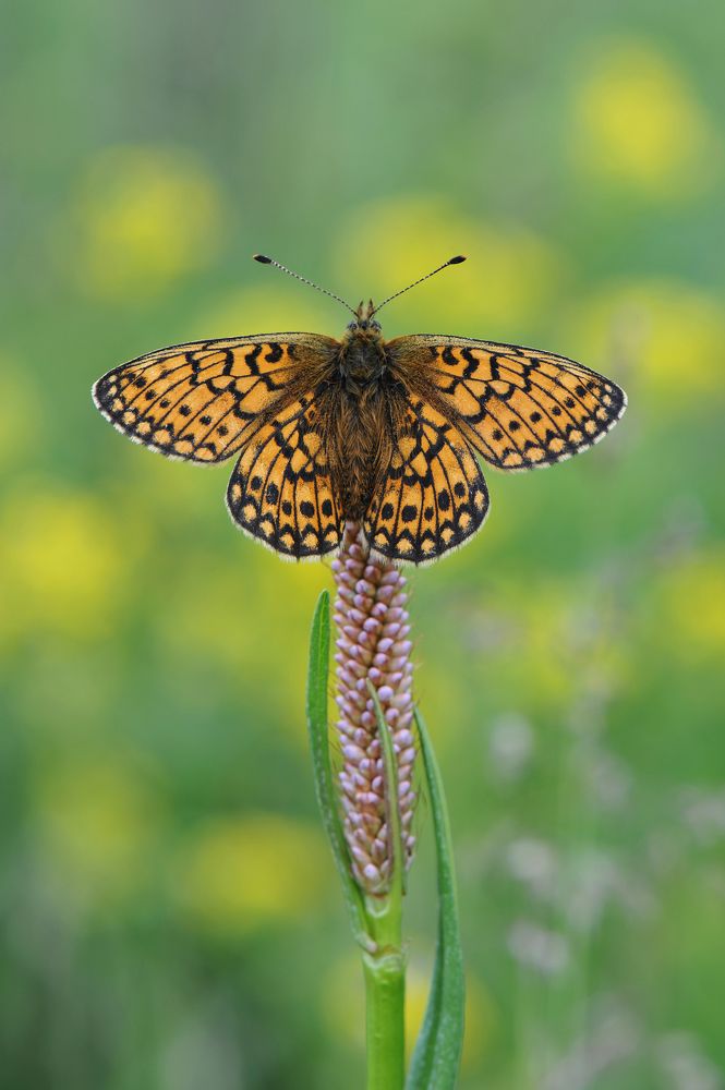 Рай для бабочек.