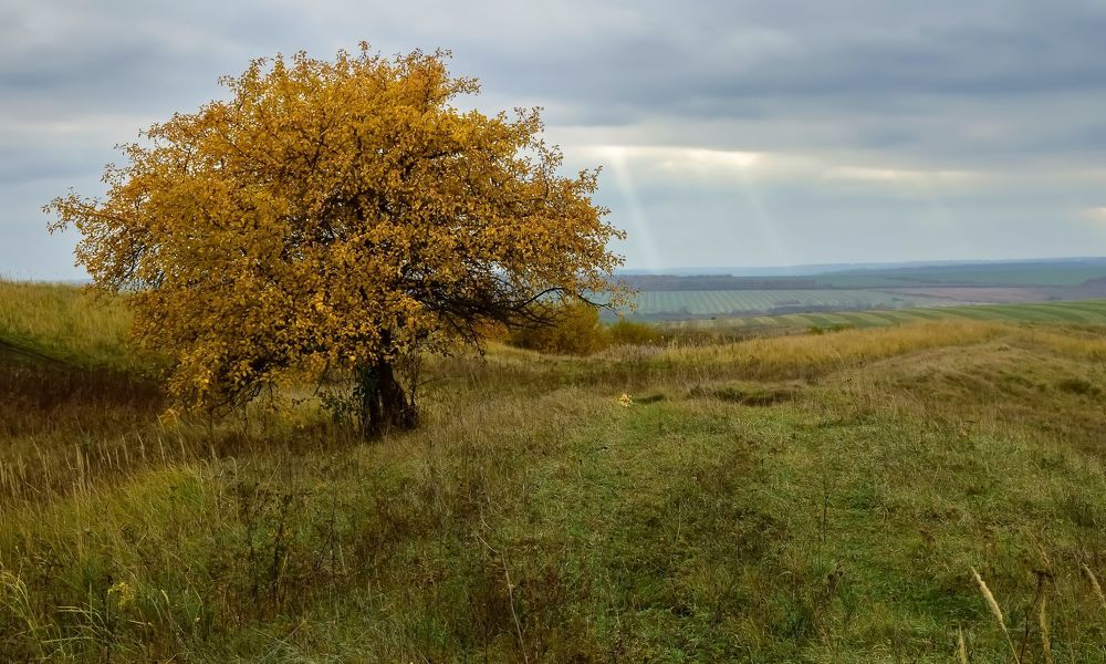 Среди долины ровной.