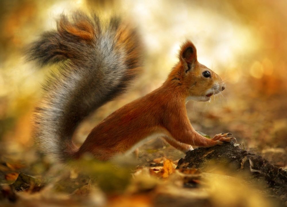 Осень на горизонте