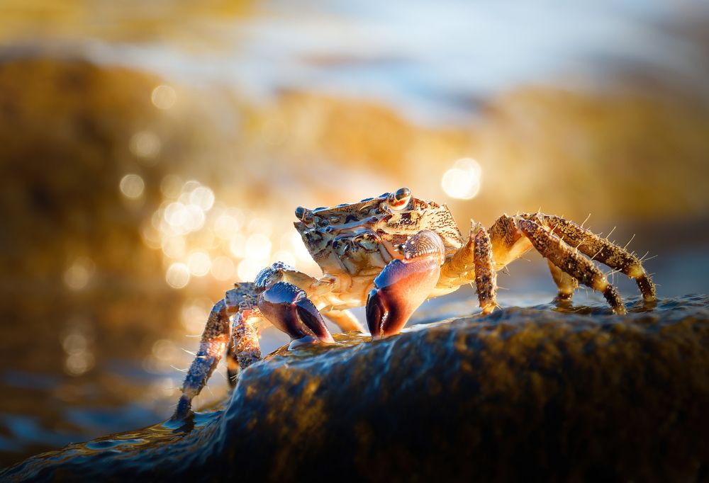Sunny crab