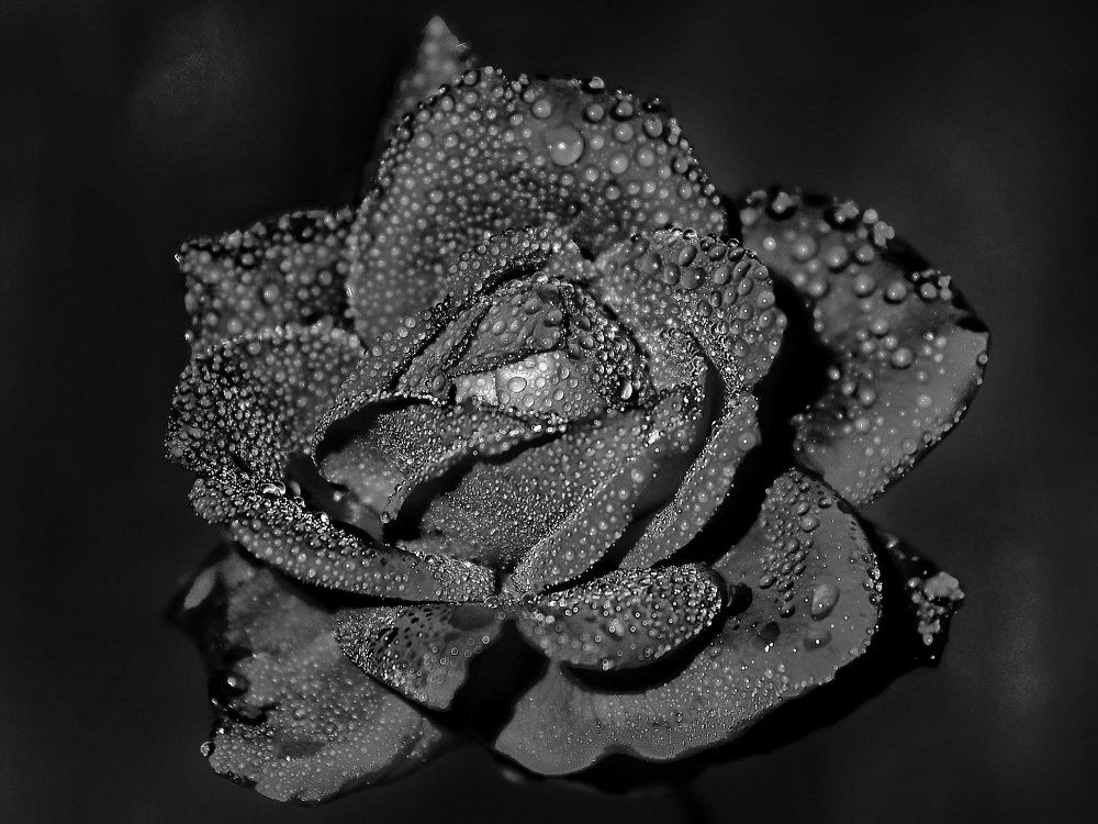 Photograph by Anitesh Singh