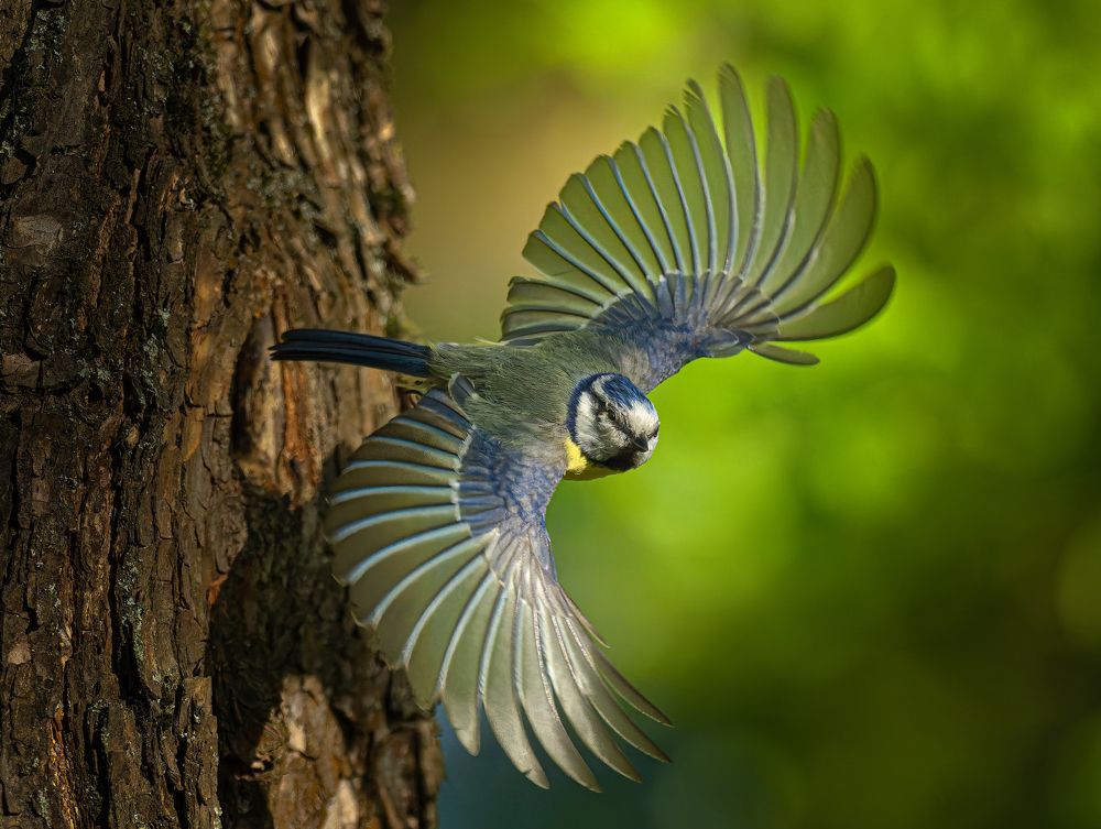 Лазоревка у гнезда