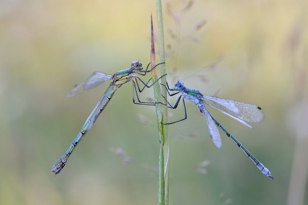 Влюбленное утро.