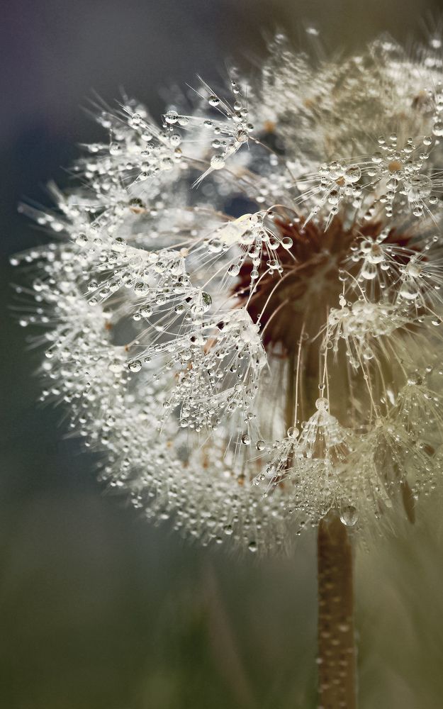 Photograph by Элина Васькова