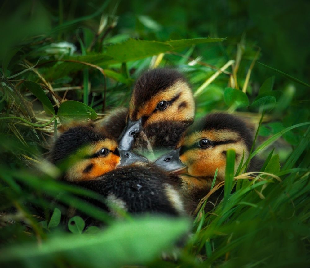Photograph by Элина Васькова