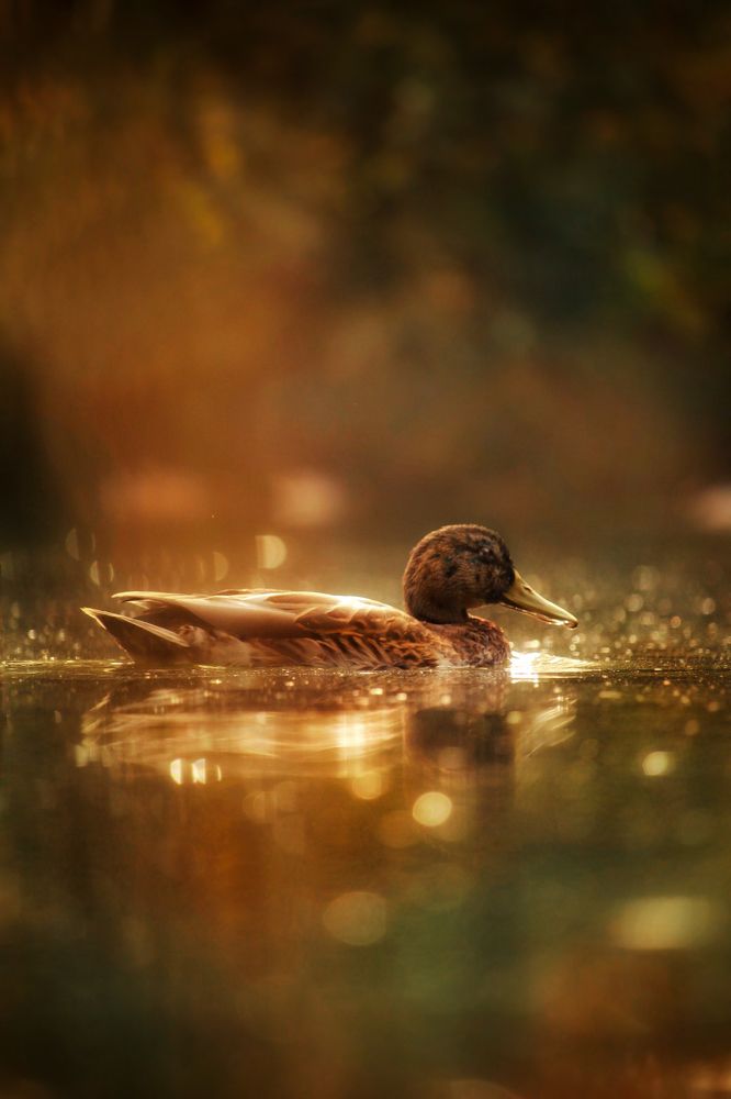 Photograph by Элина Васькова