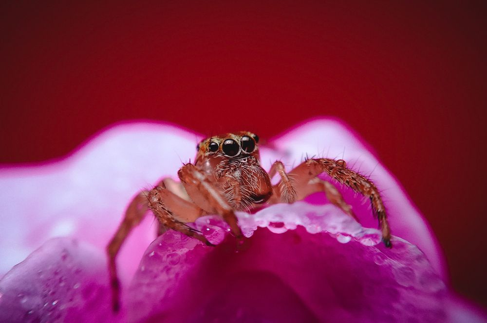 Photograph by R.A.P.G.K.LAKRUWAN