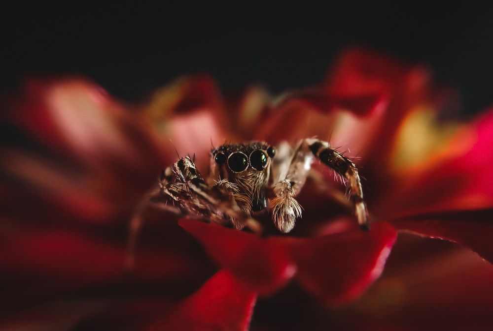 Photograph by R.A.P.G.K.LAKRUWAN