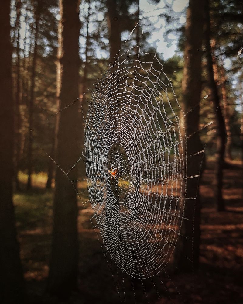 Photograph by Сергей Колос