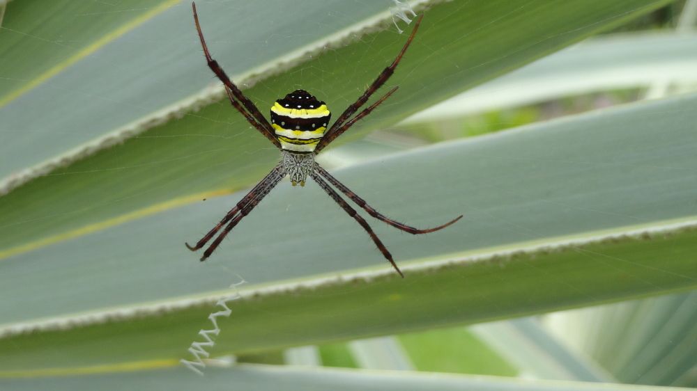Photograph by Maulya Chondamma