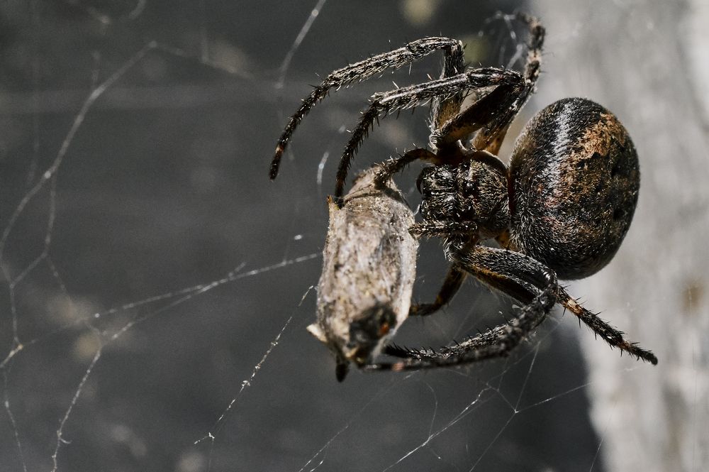 Фотография автора Святослав Романяк