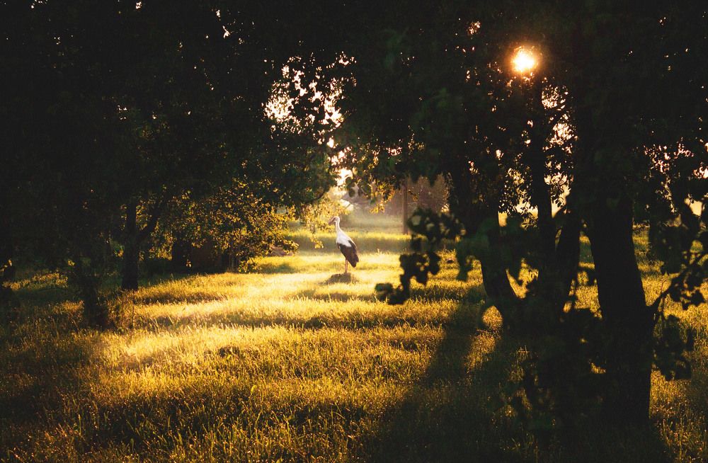 Закат в саду