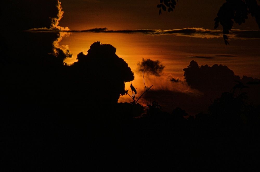 Silhouette of clouds and bird.