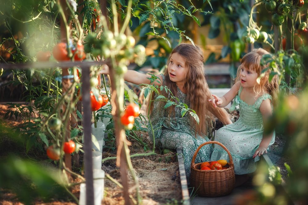 сбор урожая