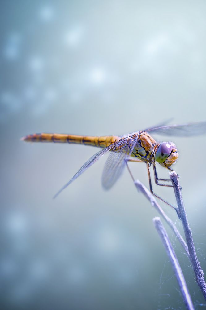 Photograph by Татьяна Винничук