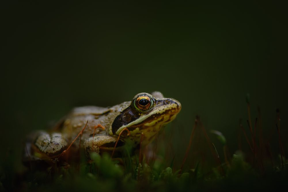 Photograph by Татьяна Винничук