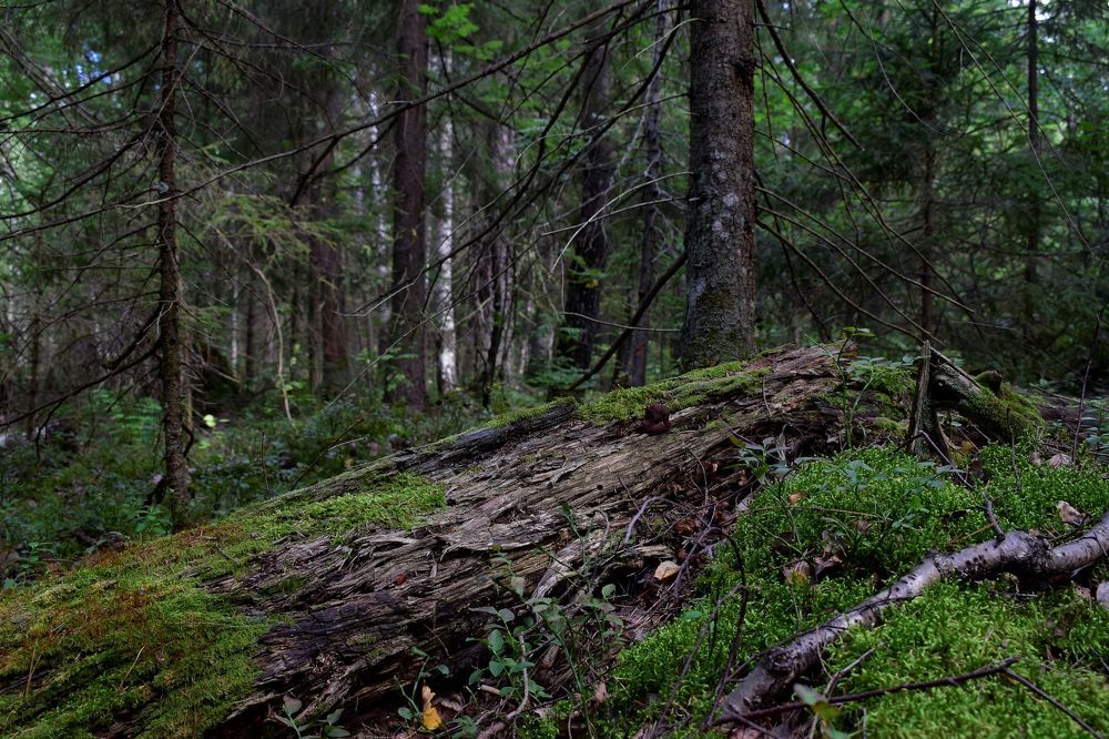 "Владения Михайло Потапыча".