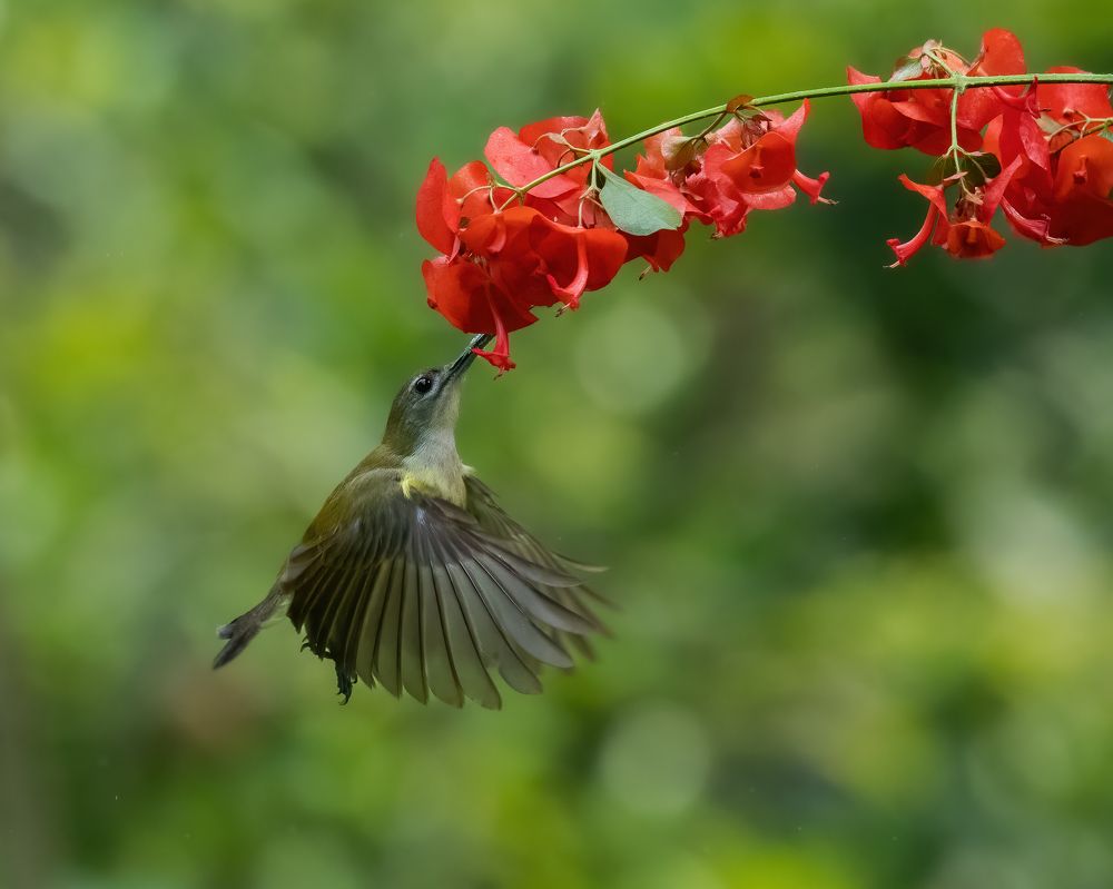 Фотография автора Anandhu M