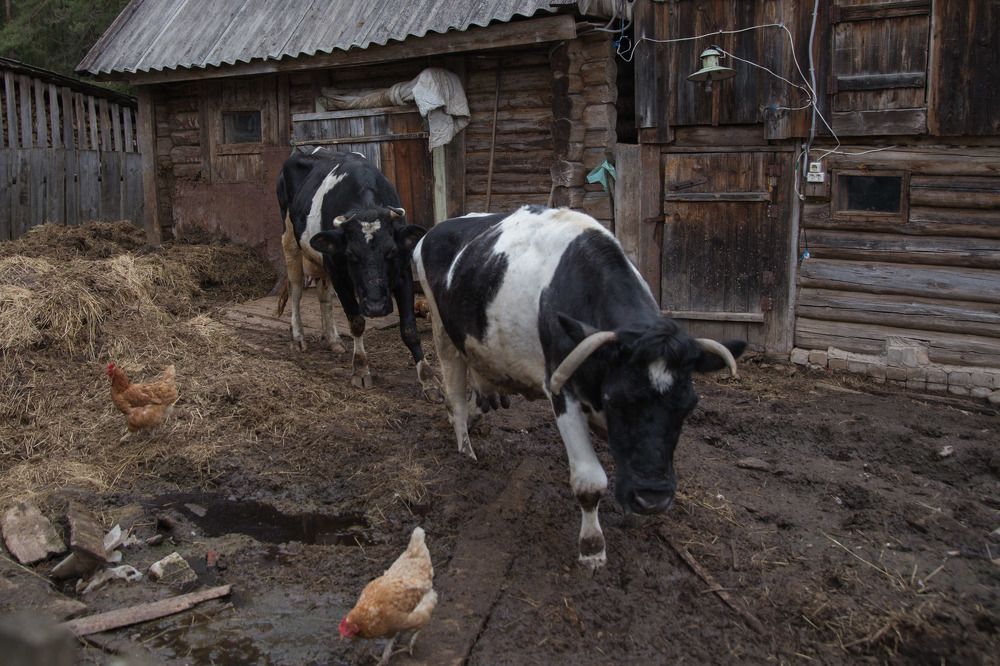 Деревенская жизнь