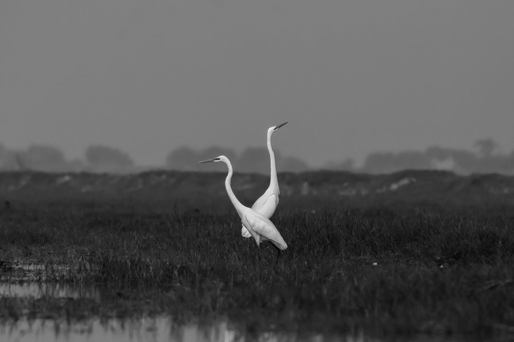 Egrets