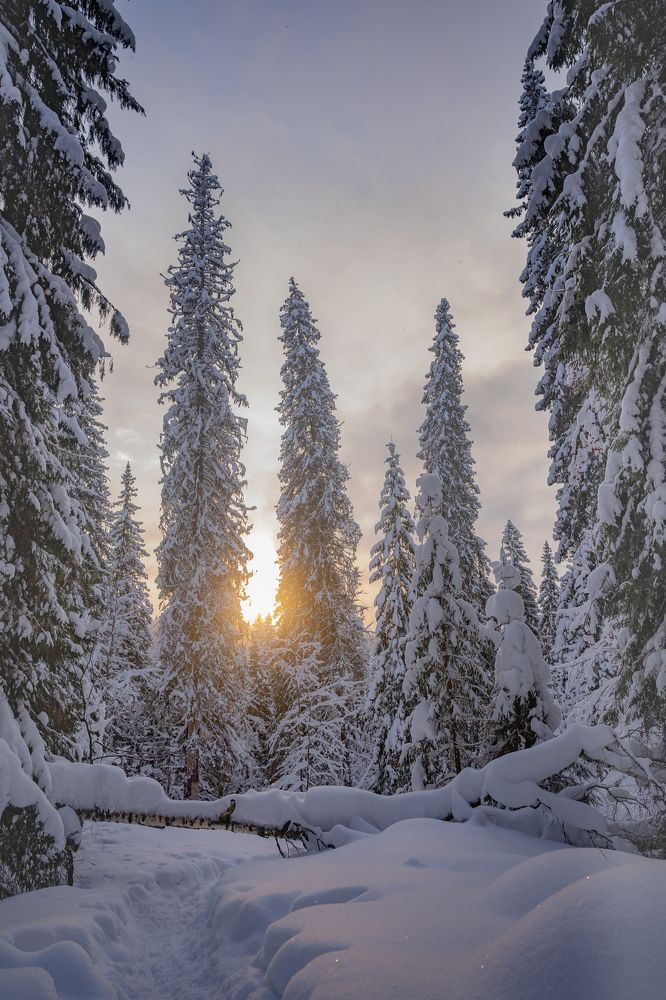 Photograph by Светлана Корнелюк