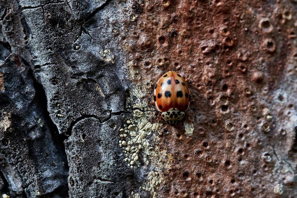 Фотография автора Игорь Игоревич