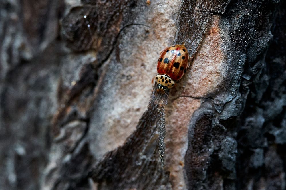 Фотография автора Игорь Игоревич