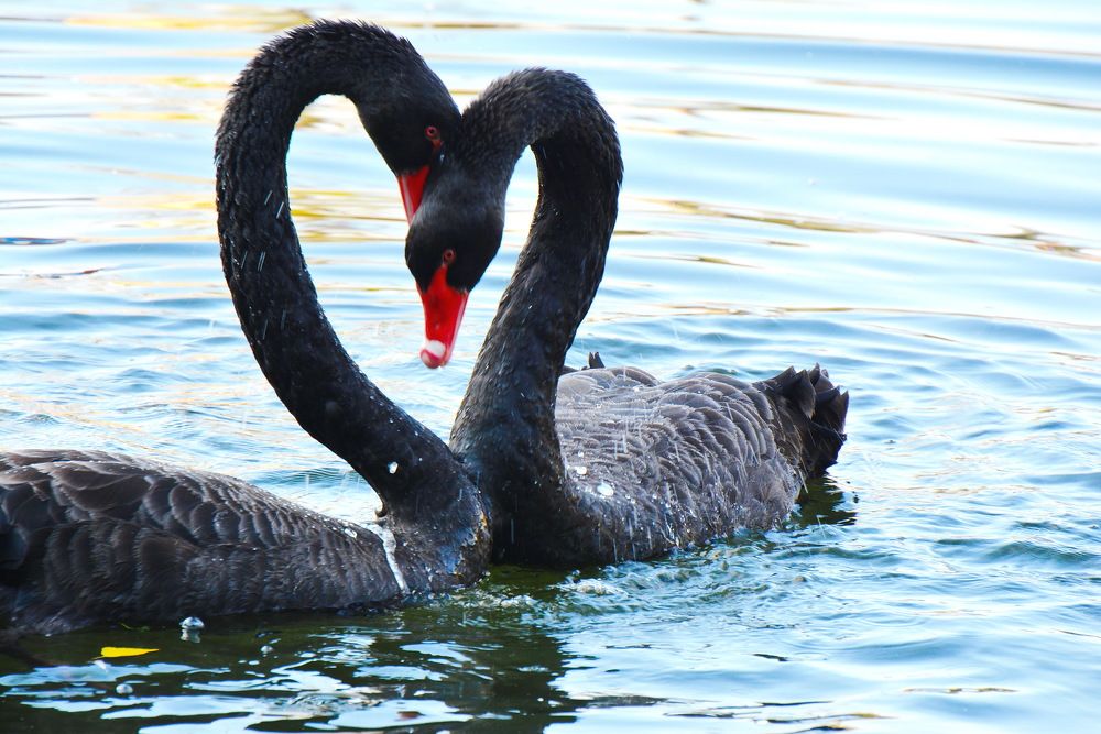 Photograph by Чанчиков Сергей