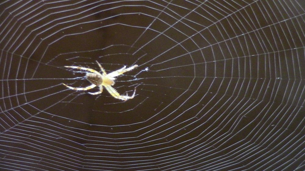 Photograph by Ирина Степановна Азаренкова