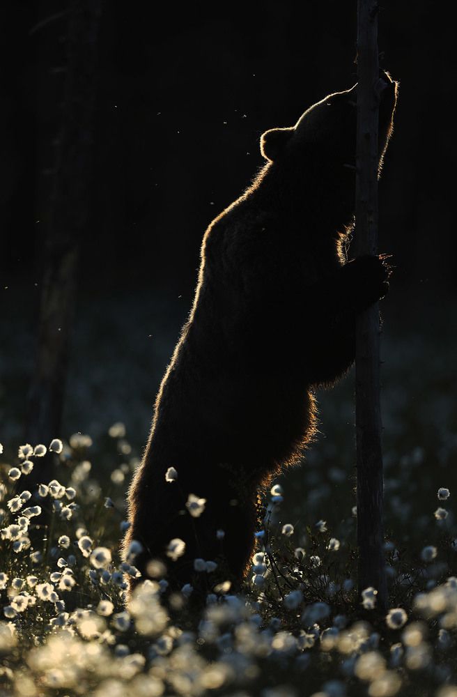 Photograph by Mulkahainen Valtteri