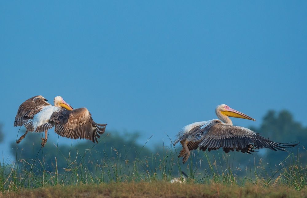 Фотография автора Prashant Parate