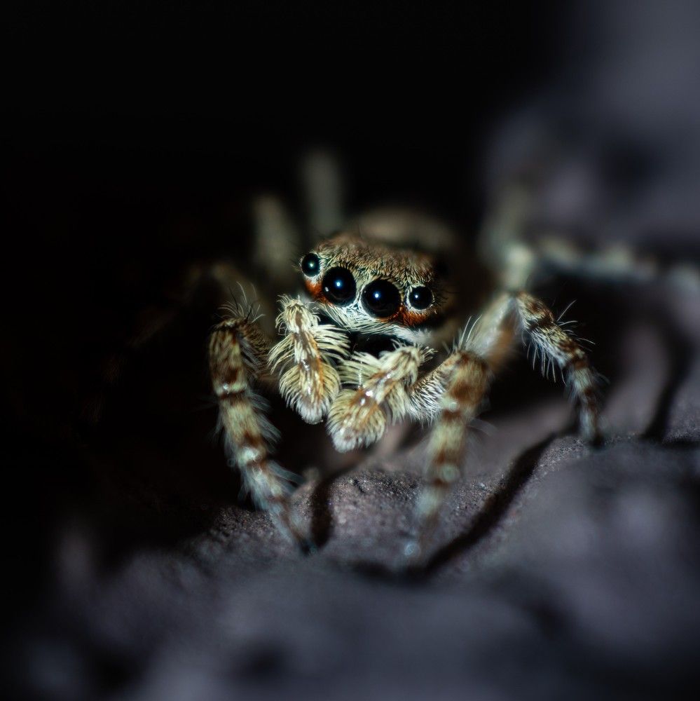 Photograph by Soumya Chandan Panda