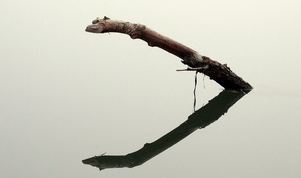 Ветка в воде