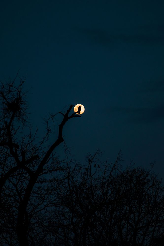 Фотография автора Ирина Рябчикова