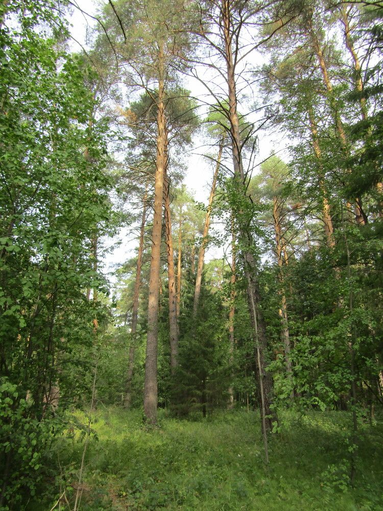 Photograph by Николай Худяков