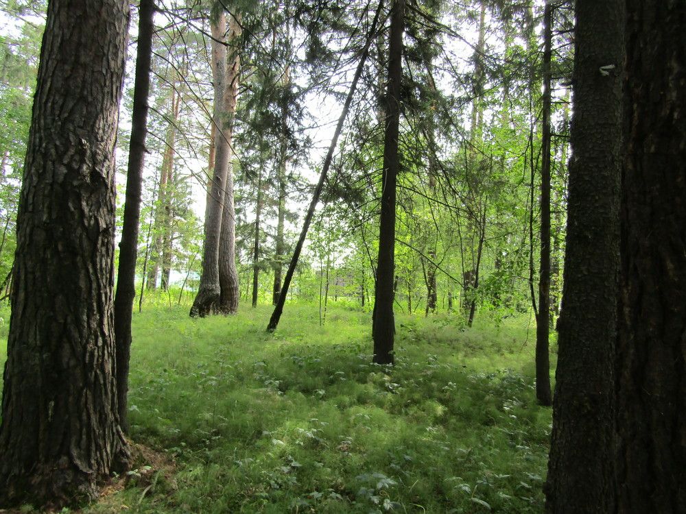 Photograph by Николай Худяков