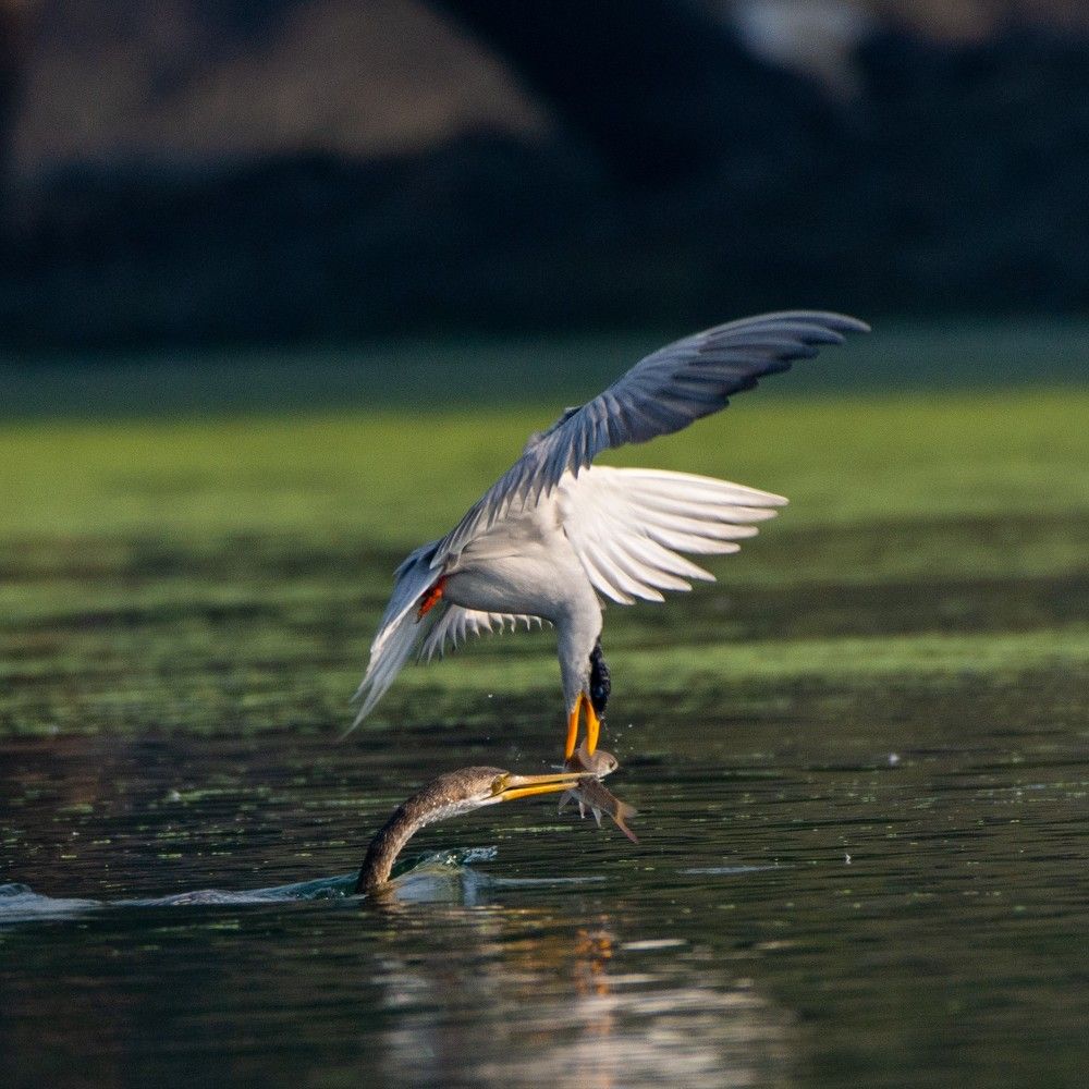 Photograph by Soumya Chandan Panda