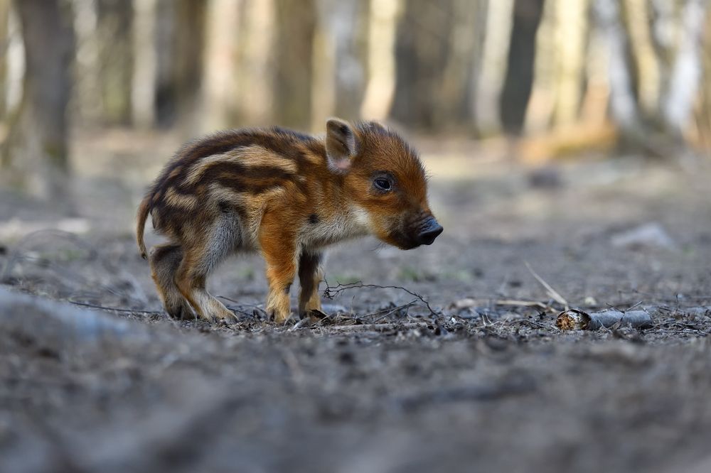 Photograph by Виталий Полуэктов