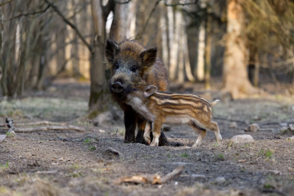 Photograph by Виталий Полуэктов