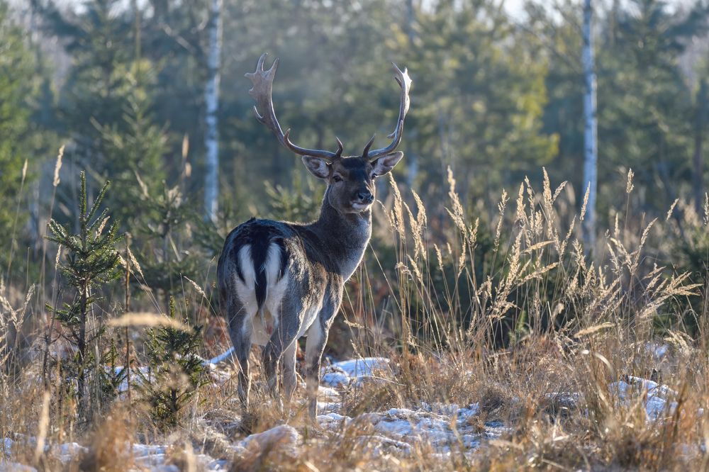 Photograph by Виталий Полуэктов