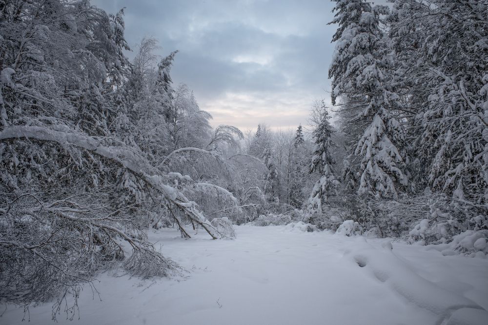 Photograph by Виталий Полуэктов